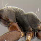 propodeum hairs (Technomyrmex albipes)