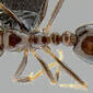 Solenopsis richteri worker (CASENT0171080)