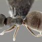 Technomyrmex albipes worker (CASENT0171130)