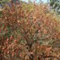 Aesculus californica (Hippocastanaceae) - whole tree (or vine) - general