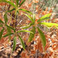 Aesculus californica (Hippocastanaceae) - leaf - showing orientation on twig