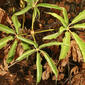 Aesculus californica (Hippocastanaceae) - leaf - showing orientation on twig