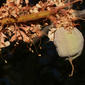 Aesculus californica (Hippocastanaceae) - fruit - as borne on the plant