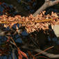 Aesculus californica (Hippocastanaceae) - fruit - as borne on the plant