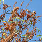 Aesculus californica (Hippocastanaceae) - fruit - as borne on the plant