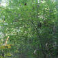 Crataegus harbisonii (Rosaceae) - whole tree (or vine) - general