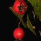 Crataegus harbisonii (Rosaceae) - fruit - lateral or general close-up