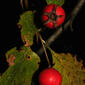 Crataegus harbisonii (Rosaceae) - fruit - lateral or general close-up