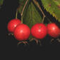 Crataegus harbisonii (Rosaceae) - fruit - lateral or general close-up