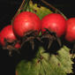 Crataegus harbisonii (Rosaceae) - fruit - lateral or general close-up