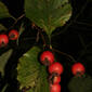Crataegus harbisonii (Rosaceae) - fruit - as borne on the plant