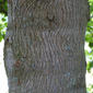 Acer negundo (Aceraceae) - bark - of a large tree