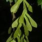 Acer negundo (Aceraceae) - fruit - as borne on the plant