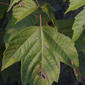 Acer negundo (Aceraceae) - leaf - whole upper surface