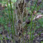 Acer negundo (Aceraceae) - twig - unspecified