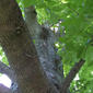 Acer negundo (Aceraceae) - whole tree (or vine) - view up trunk