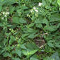 Ageratina altissima (Asteraceae) - whole plant - in flower - general view