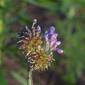 Allium vineale (Liliaceae) - inflorescence - whole - unspecified