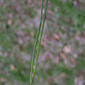 Allium vineale (Liliaceae) - leaf - on upper stem