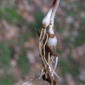 Allium vineale (Liliaceae) - stem - unspecified