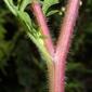 Ambrosia artemisiifolia (Asteraceae) - stem - showing leaf bases