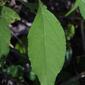 Ambrosia trifida (Asteraceae) - leaf - on upper stem