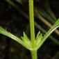 Ambrosia trifida (Asteraceae) - stem - showing leaf bases