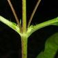 Ambrosia trifida (Asteraceae) - stem - showing leaf bases