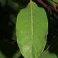 Apocynum cannabinum (Apocynaceae) - leaf - on upper stem