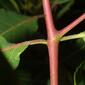 Apocynum cannabinum (Apocynaceae) - stem - showing leaf bases