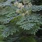 Aralia spinosa (Araliaceae) - whole tree (or vine) - general