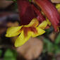 Bignonia capreolata (Bignoniaceae) - inflorescence - lateral view of flower