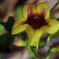Bignonia capreolata (Bignoniaceae) - inflorescence - frontal view of flower