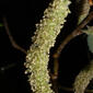 Broussonetia papyrifera (Moraceae) - inflorescence - whole - male