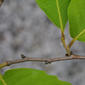 Castanea dentata (Fagaceae) - twig - orientation of petioles