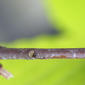 Castanea dentata (Fagaceae) - twig - close-up winter leaf scar/bud