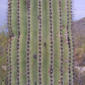 Carnegiea gigantea (Cactaceae) - unspecified - unspecified