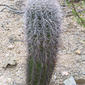 Carnegiea gigantea (Cactaceae) - whole plant - unspecified