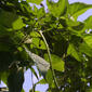 Catalpa speciosa (Bignoniaceae) - fruit - as borne on the plant
