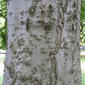 Celtis laevigata (Ulmaceae) - bark - of a large tree
