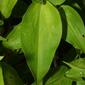 Commelina communis (Commelinaceae) - leaf - basal or on lower stem