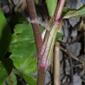 Commelina communis (Commelinaceae) - stem - showing leaf bases