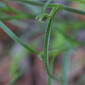Commelina dianthifolia (Commelinaceae) - leaf - on upper stem