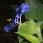 Commelina erecta (Commelinaceae) - inflorescence - lateral view of flower