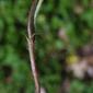 Duchesnea indica (Rosaceae) - stem - showing leaf bases