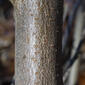 Elaeagnus umbellata (Elaeagnaceae) - bark - of a small tree or small branch