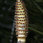 Equisetum hyemale  ssp. affine (Equisetaceae) - unspecified - unspecified