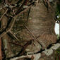 Gleditsia triacanthos (Fabaceae) - bark - of a medium tree or large branch