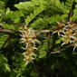 Gleditsia triacanthos (Fabaceae) - fruit - immature