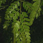 Gleditsia triacanthos (Fabaceae) - leaf - whole upper surface